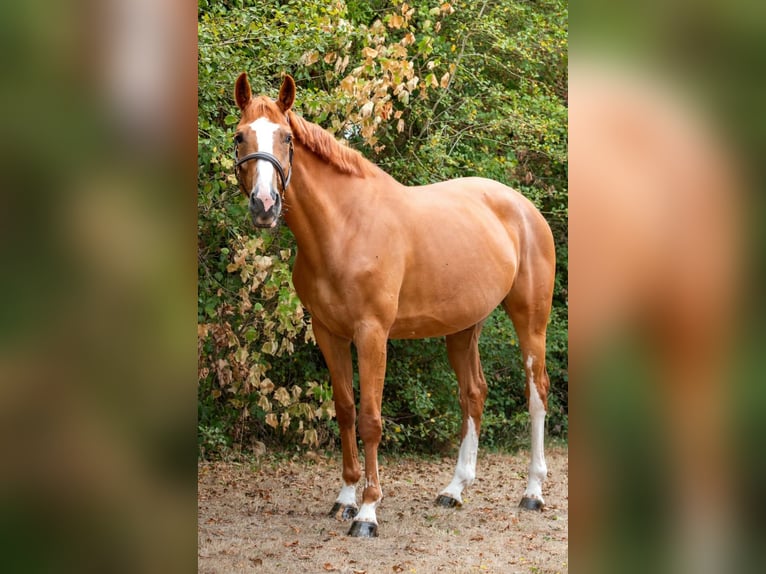 Zangersheider Mare 5 years 16.1 hh Chestnut-Red in Villebret