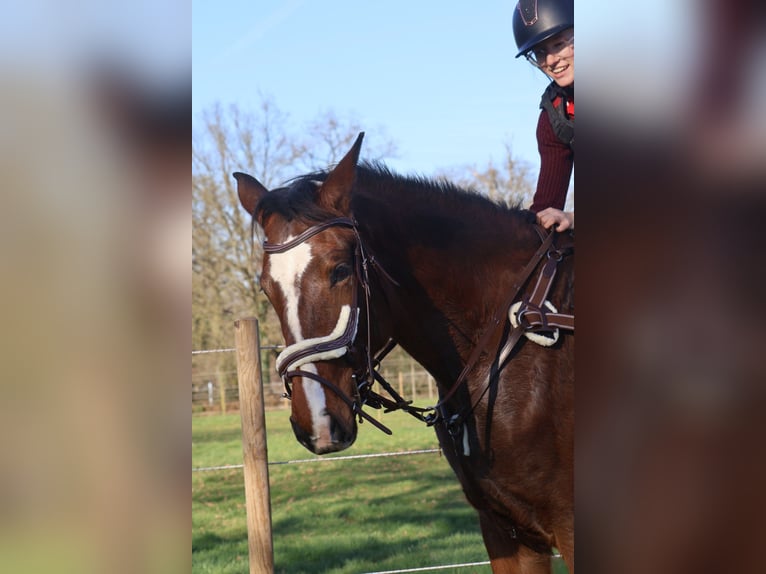 Zangersheider Mare 5 years 16,2 hh Bay-Dark in Zonhoven