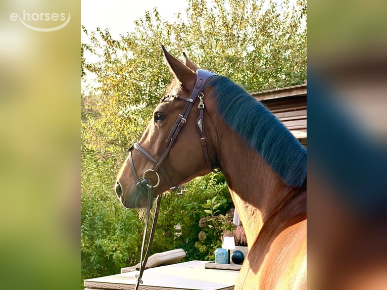 Zangersheider Mare 5 years 16.2 hh Brown in Martfeld
