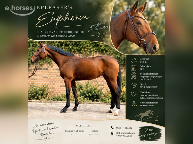 Zangersheider Mare 5 years 16.2 hh Brown in Martfeld