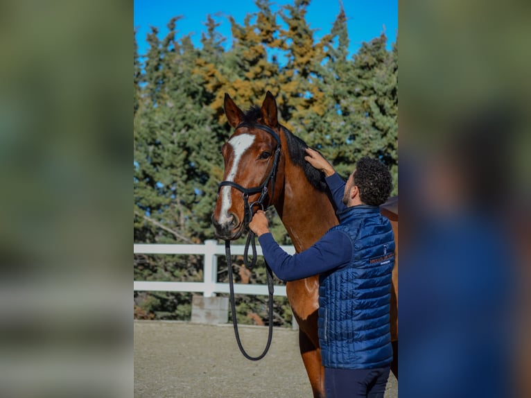 Zangersheider Mare 5 years 16,2 hh Brown in El Molar