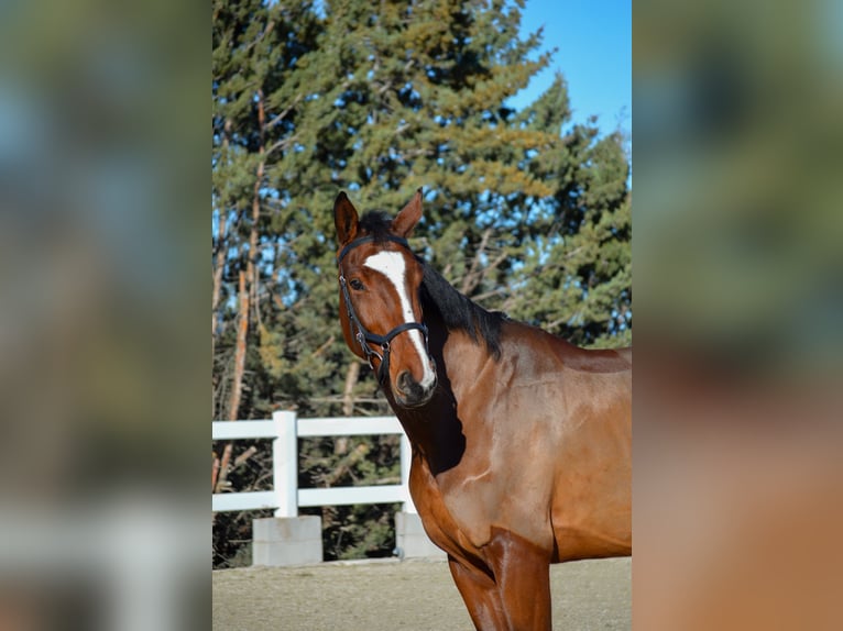 Zangersheider Mare 5 years 16,2 hh Brown in El Molar