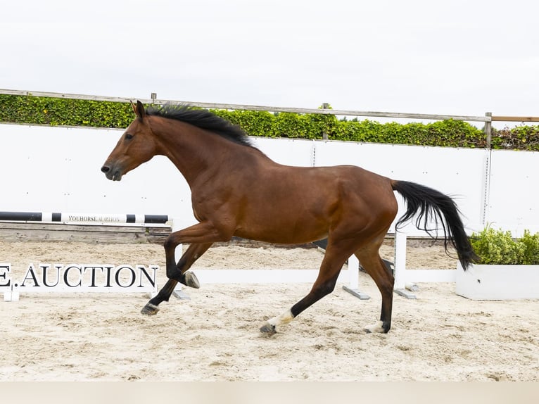 Zangersheider Mare 5 years 16.3 hh Brown in Waddinxveen