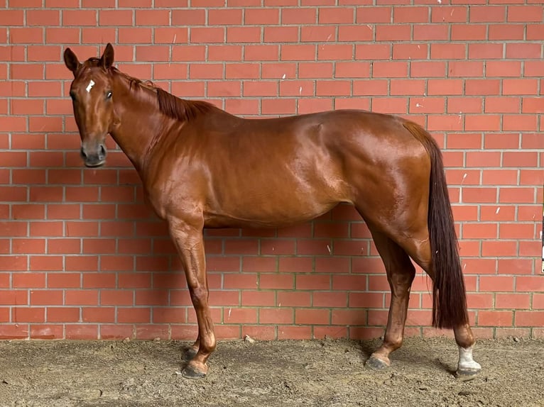 Zangersheider Mare 5 years 16,3 hh Chestnut-Red in Bramsche