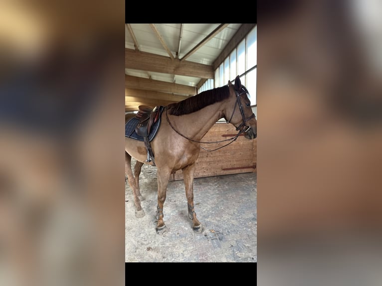 Zangersheider Mare 5 years 16,3 hh Chestnut in Storkow