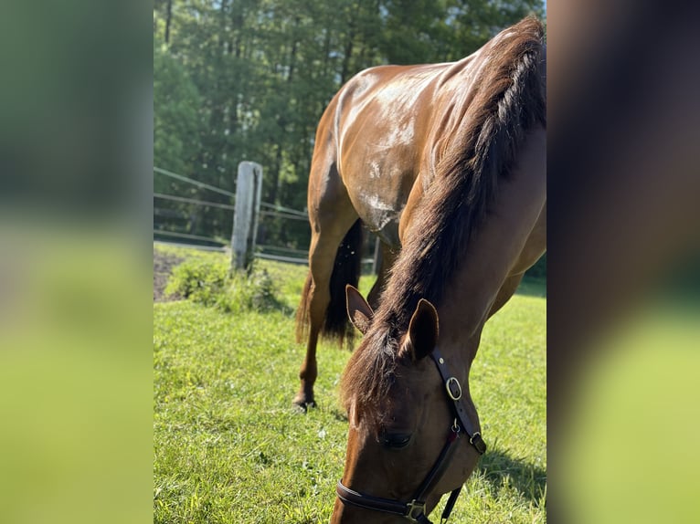 Zangersheider Mare 5 years 16,3 hh Chestnut in Storkow