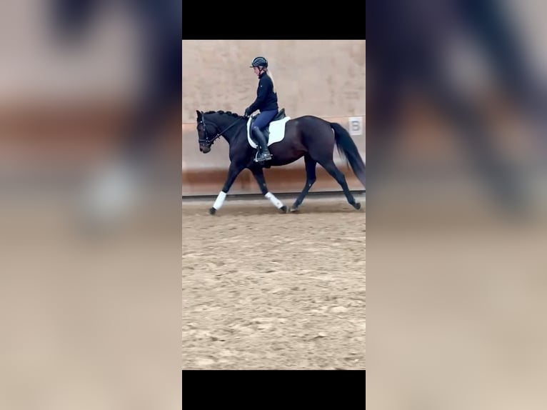 Zangersheider Mare 5 years 16 hh Bay-Dark in Roeser