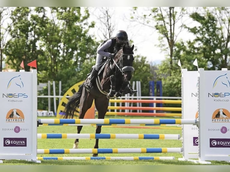 Zangersheider Mare 5 years 16 hh Black in Pressbaum