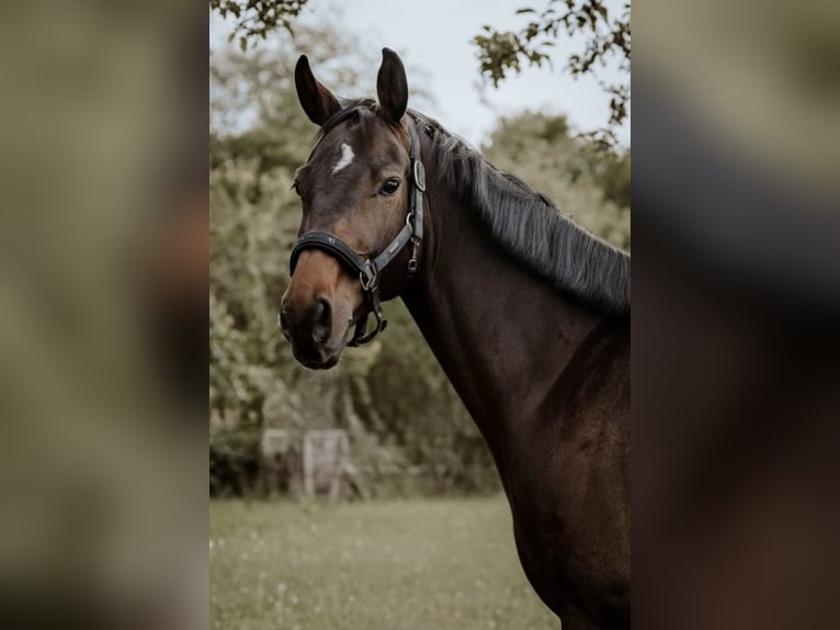Zangersheider Mare 5 years 16 hh  in Osterburken
