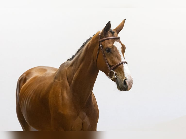 Zangersheider Mare 5 years 16 hh Brown in Waddinxveen