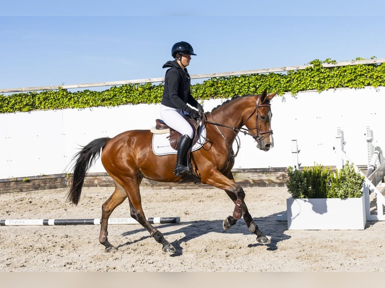 Zangersheider Mare 5 years 16 hh Brown in Waddinxveen
