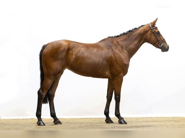 Zangersheider Mare 5 years 16 hh Brown in Waddinxveen