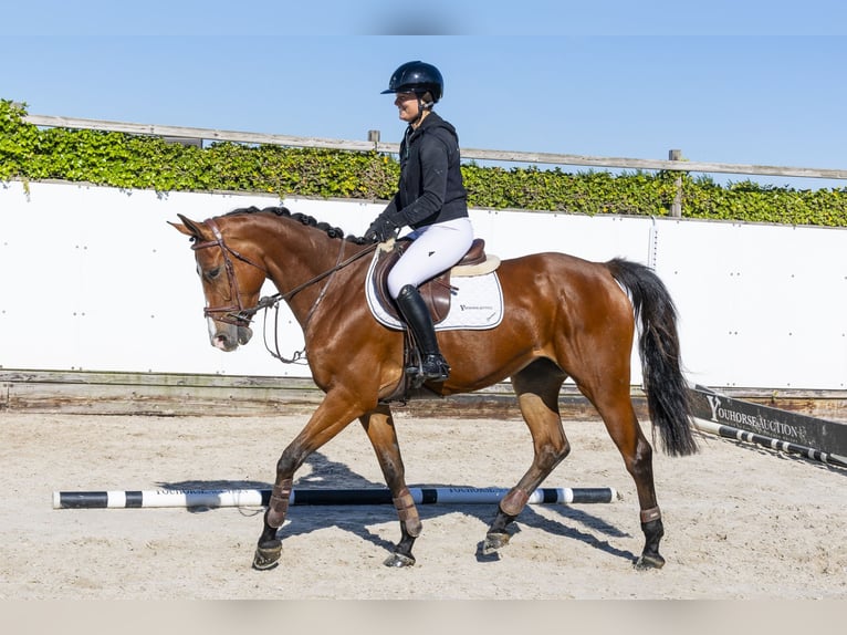 Zangersheider Mare 5 years 16 hh Brown in Waddinxveen