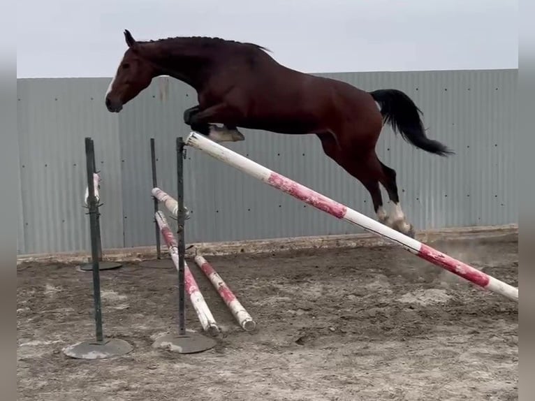 Zangersheider Mare 5 years 16 hh Brown in PORTUGAL