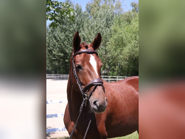 Zangersheider Mare 5 years 16 hh Chestnut-Red in W&#xFC;rzburg