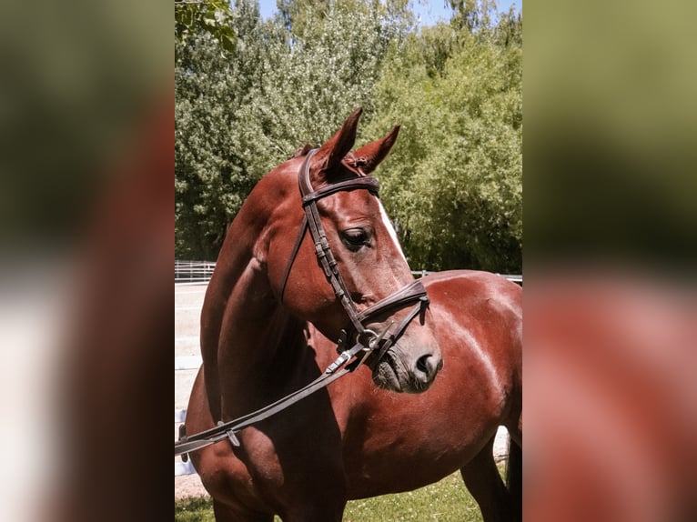 Zangersheider Mare 5 years 16 hh Chestnut-Red in W&#xFC;rzburg