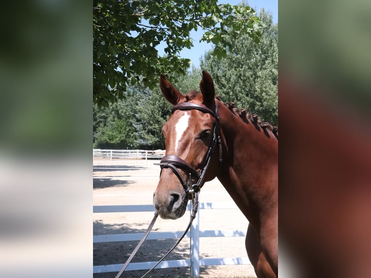 Zangersheider Mare 5 years 16 hh Chestnut-Red in W&#xFC;rzburg