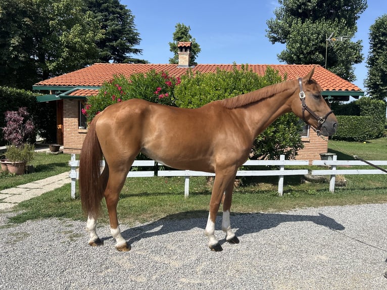 Zangersheider Mare 5 years 16 hh Chestnut-Red in Cassano D&#39;Adda