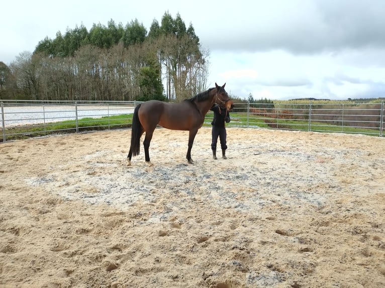 Zangersheider Mare 5 years 16 hh Dun in A Coruña