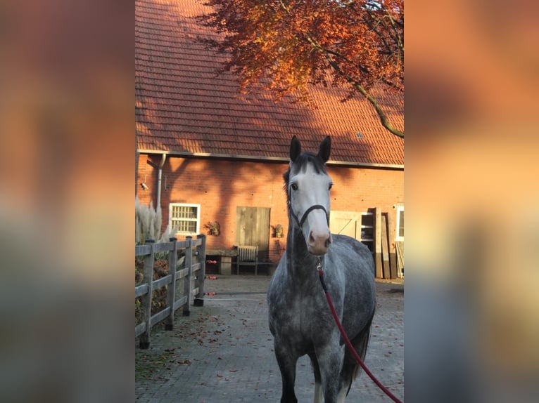 Zangersheider Mare 5 years 16 hh Grey-Dapple in Bad Bentheim