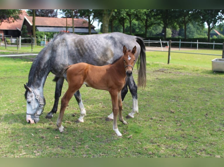 Zangersheider Mare 5 years 16 hh Grey-Dapple in Bad Bentheim
