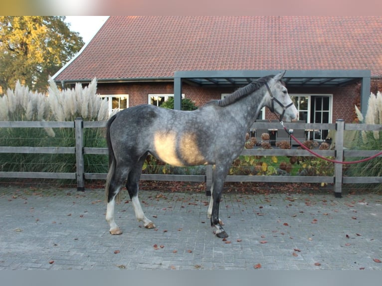 Zangersheider Mare 5 years 16 hh Grey-Dapple in Bad Bentheim