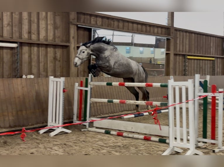 Zangersheider Mare 5 years 16 hh Grey in Wermelskirchen