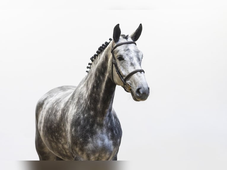 Zangersheider Mare 5 years 16 hh  in Waddinxveen