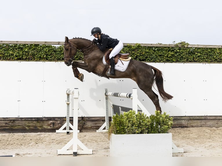 Zangersheider Mare 5 years 16 hh  in Waddinxveen