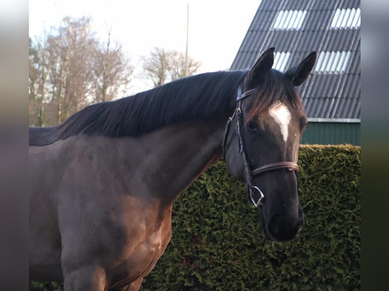 Zangersheider Mare 5 years 16,1 hh Black in Kachtem
