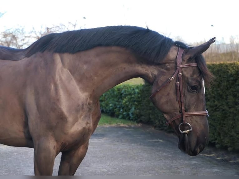 Zangersheider Mare 5 years 16,1 hh Black in Kachtem