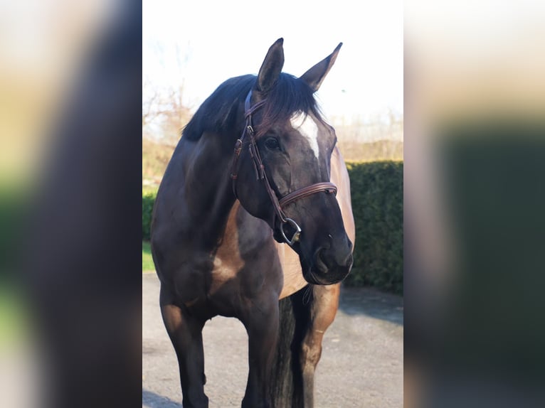 Zangersheider Mare 5 years 16,1 hh Black in Kachtem