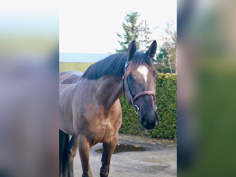 Zangersheider Mare 5 years 16,1 hh Black in Kachtem