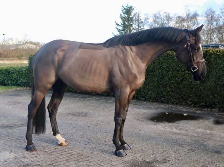Zangersheider Mare 5 years 16,1 hh Black in Kachtem