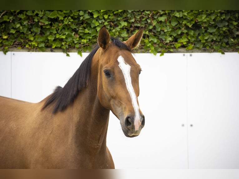Zangersheider Mare 5 years 16,1 hh Brown in Waddinxveen