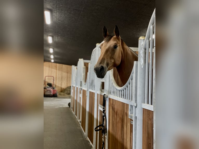 Zangersheider Mare 5 years 16,1 hh Brown in Allerød