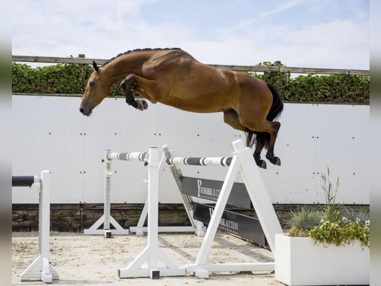 Zangersheider Mare 5 years 16,1 hh Brown in Allerød