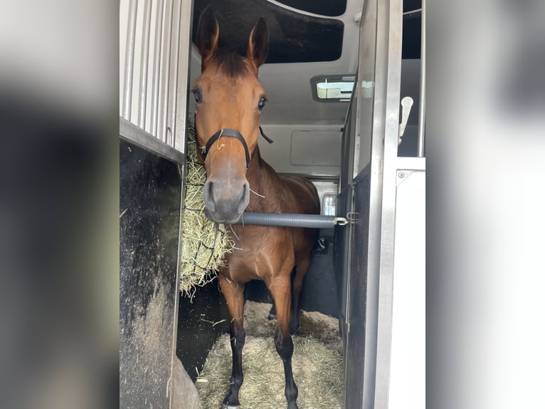 Zangersheider Mare 5 years 16,1 hh Brown in Allerød