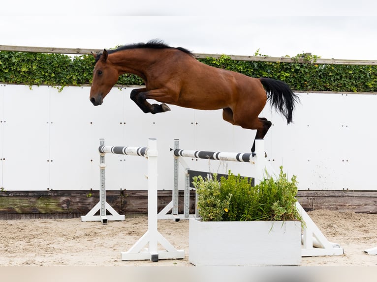 Zangersheider Mare 5 years 16,1 hh Brown in Waddinxveen