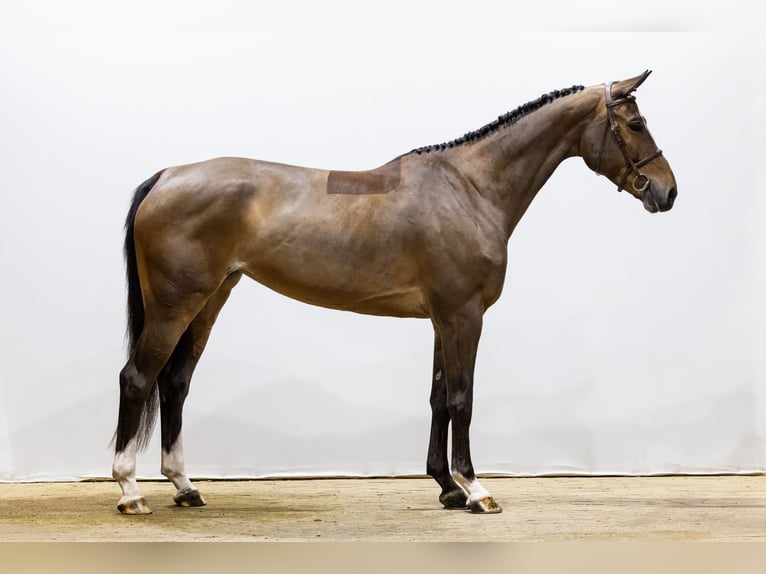 Zangersheider Mare 5 years 16,1 hh Brown in Waddinxveen
