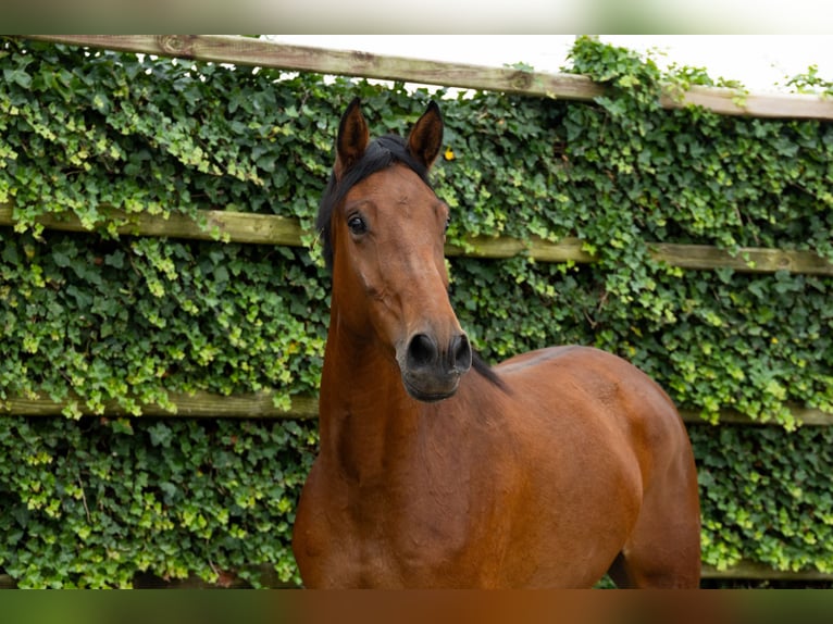 Zangersheider Mare 5 years 16,1 hh Brown in Waddinxveen