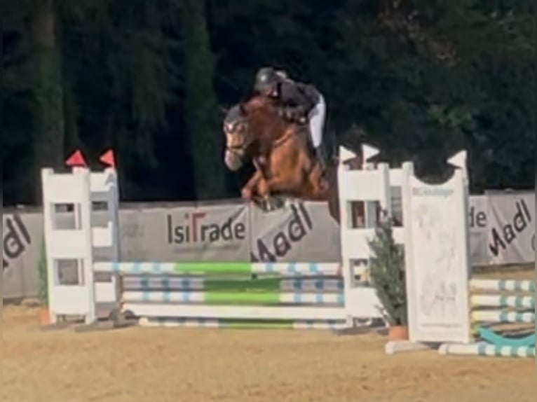 Zangersheider Mare 5 years 16,1 hh Chestnut-Red in Alfeld