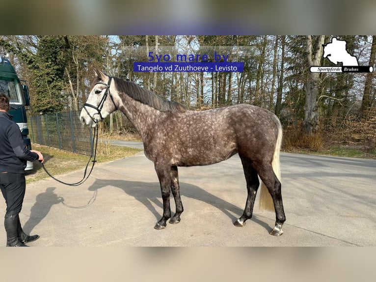 Zangersheider Mare 5 years 16,1 hh Grey in Gadow