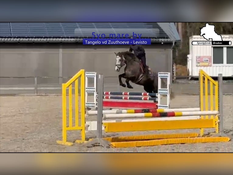Zangersheider Mare 5 years 16,1 hh Grey in Gadow