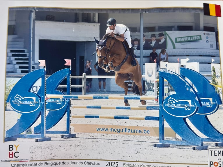 Zangersheider Mare 5 years 16,1 hh in Li&#xE8;ge