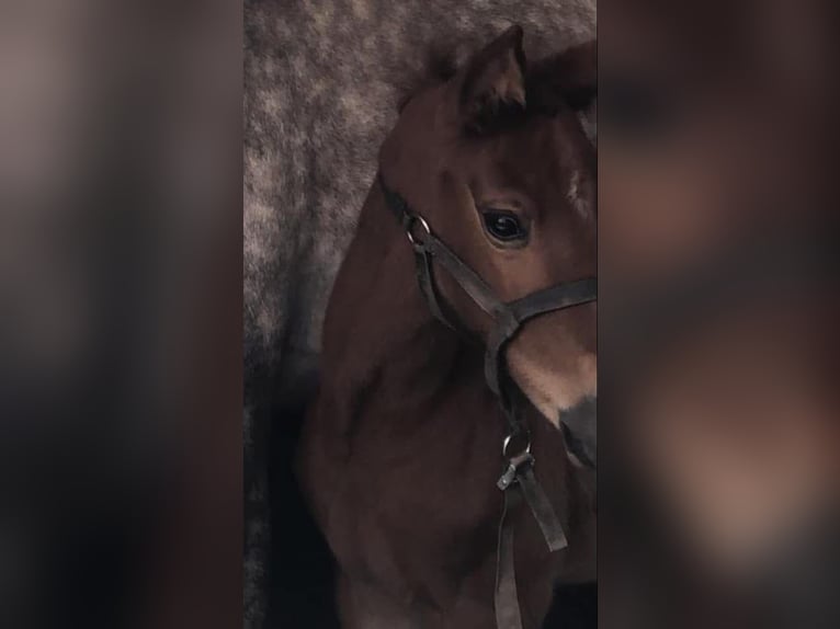 Zangersheider Mare 5 years 16,1 hh in Li&#xE8;ge