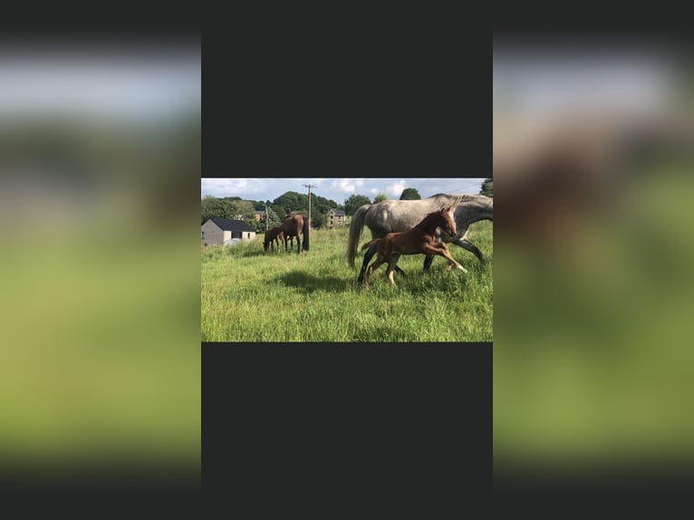 Zangersheider Mare 5 years 16,1 hh in Li&#xE8;ge