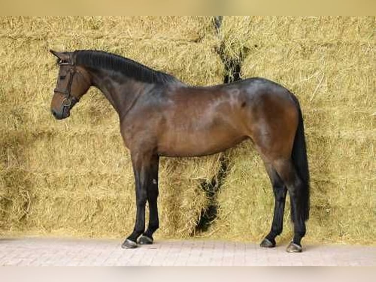 Zangersheider Mare 5 years 16,2 hh Bay in Bladel