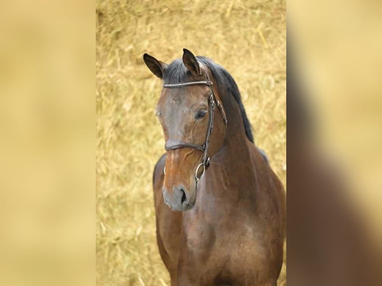 Zangersheider Mare 5 years 16,2 hh Bay in Bladel