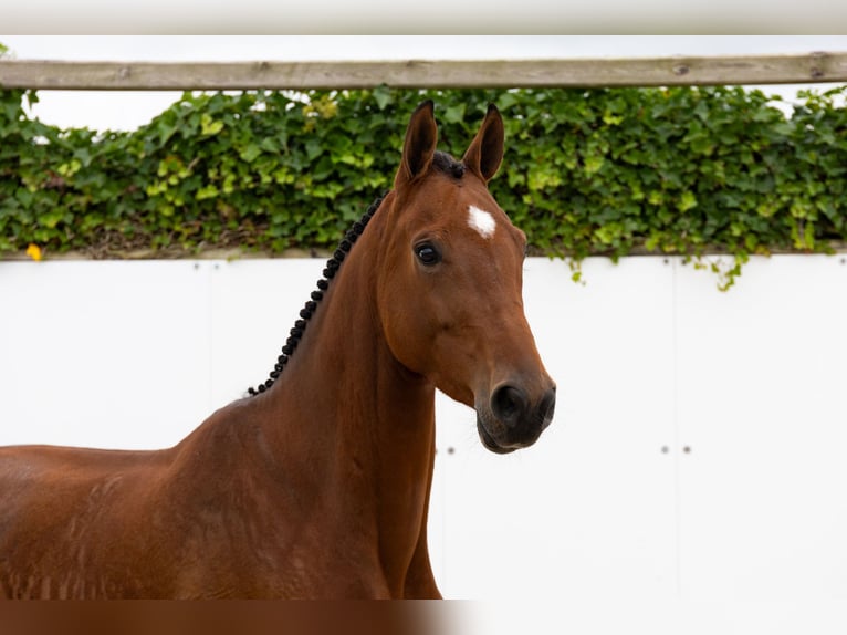Zangersheider Mare 5 years 16,2 hh Brown in Waddinxveen